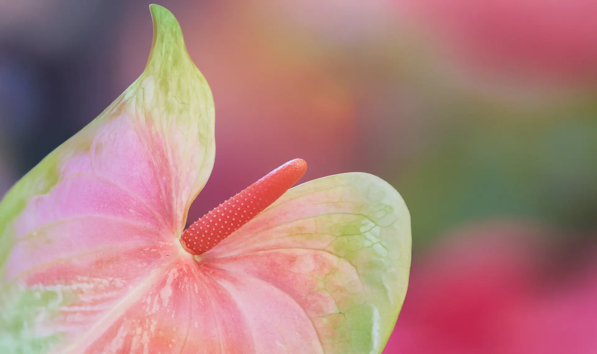Anthurium-Blüte in Rosa und Grün auf weichem Hintergrund