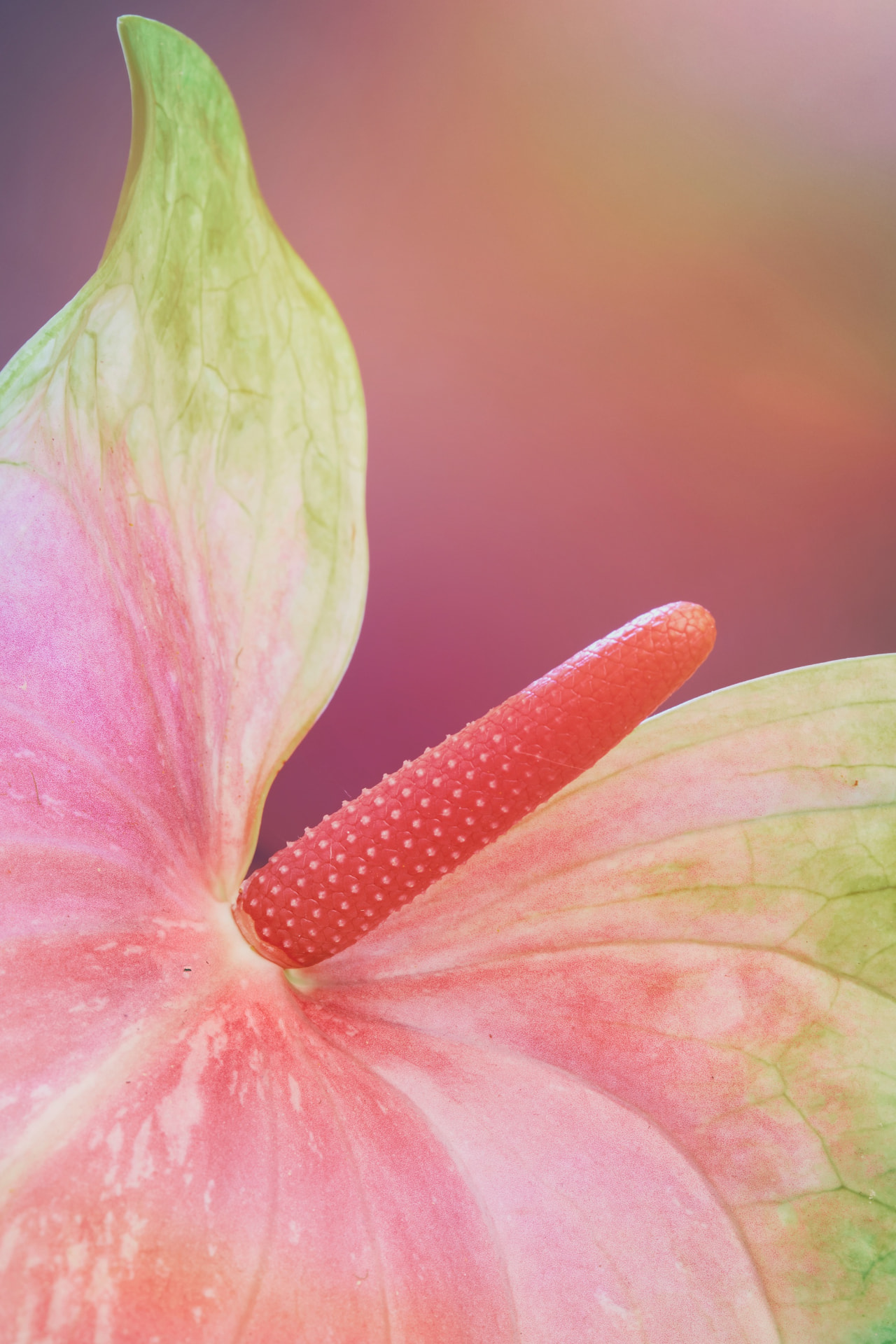 Anthurium-Blüte in Rosa und Grün, das Erkennungsbild des Kurses